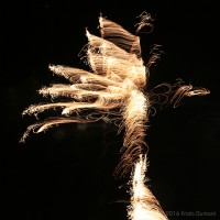 /album/light-painting/frida-dumont-canon-70d-mai-2016-img-1142-jpg/